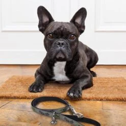 Correa Para Perros Mandalorian M -Juguete Descuento Tienda medias 837